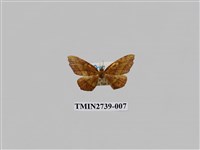 藏品(尺蛾294)的圖片